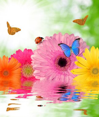 Kelebekler ve uğur böceği ile gerbera