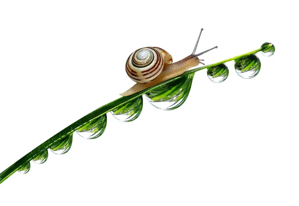 Dew drop with snail — Stock Photo, Image