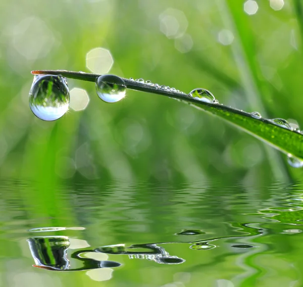 Dew drops — Stock Photo, Image