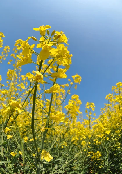 Koolzaad veld — Stockfoto