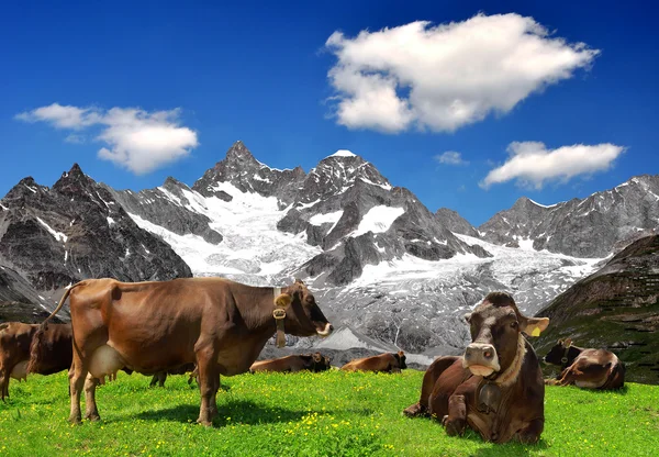 Cow on the meadow — Stock Photo, Image