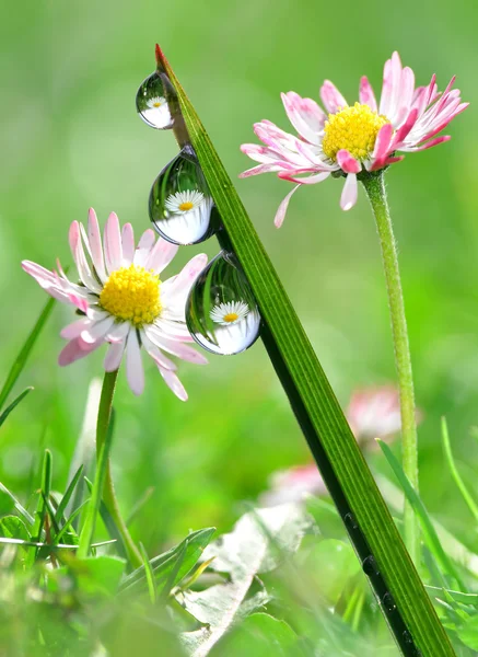 Çiy Damlaları — Stok fotoğraf