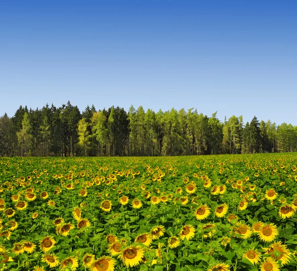 Solros fält — Stockfoto