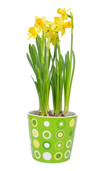 Narcissus bloemen — Stockfoto