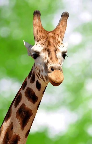 Giraffe — Stockfoto