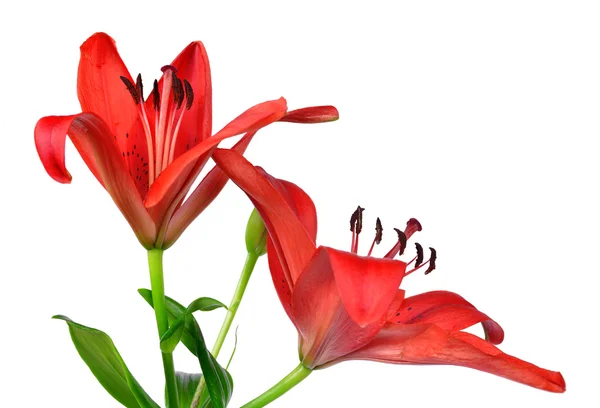 Red Lily — Stock Photo, Image