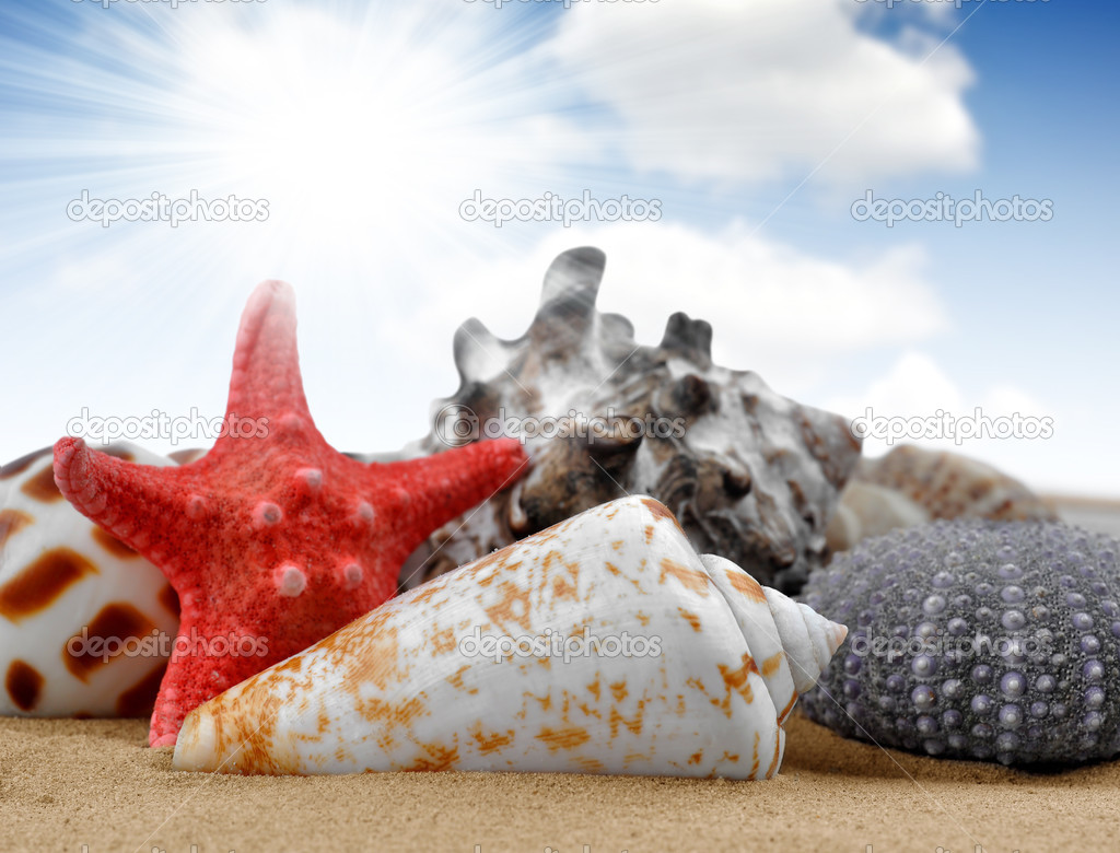 Conch shell with starfish