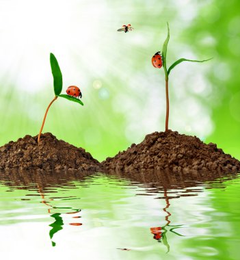 yeşil bitki yetiştirme