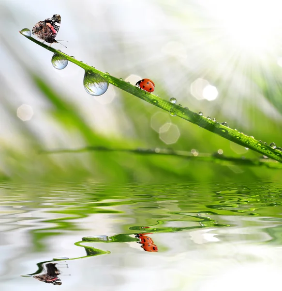 Rocío con mariposa y mariquita — Foto de Stock