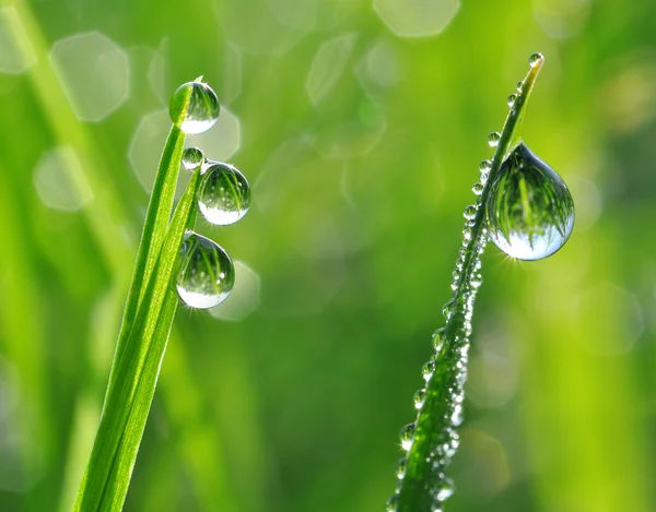 Dauw druppels close-up — Stockfoto