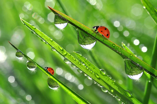 Dew and ladybirds — Stock Photo, Image