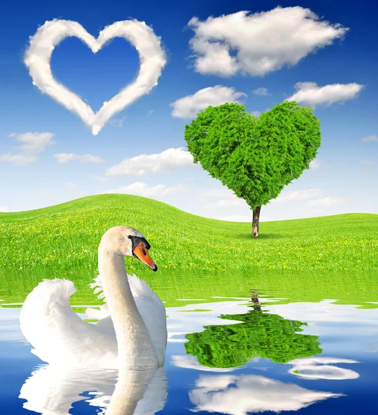 Spring landscape with swan — Stock Photo, Image