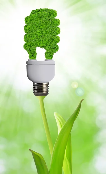 Bombilla de energía ecológica — Foto de Stock