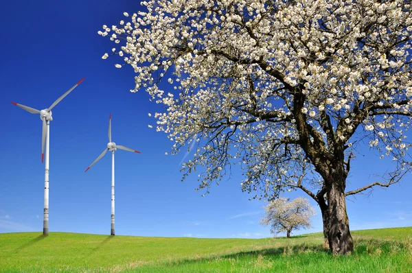 Albero di primavera — Foto Stock