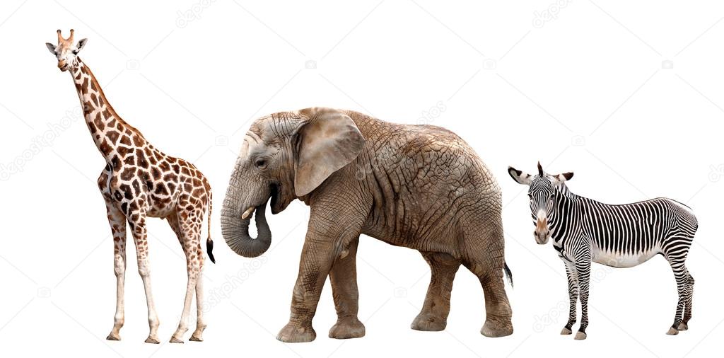 Giraffe Ceramic Tile ct_48977_2 And Zebra 3dRose African Safari With Elephant 6-inch Giraffe Ceramic Tile ct_48977_2 And Zebra 3dRose African Safari With Elephant 6-inch