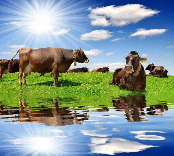 Cows — Stock Photo, Image