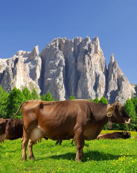 Cow in the meadow — Stock Photo, Image