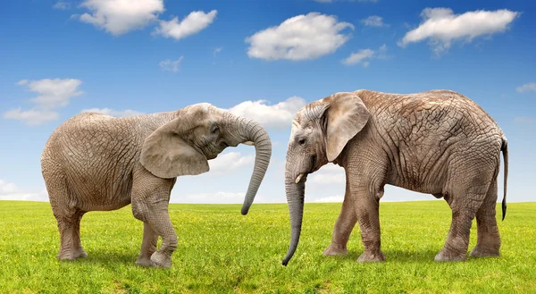 Słonie afrykańskie — Zdjęcie stockowe
