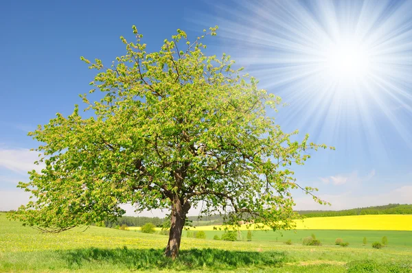 Paesaggio di primavera — Foto Stock