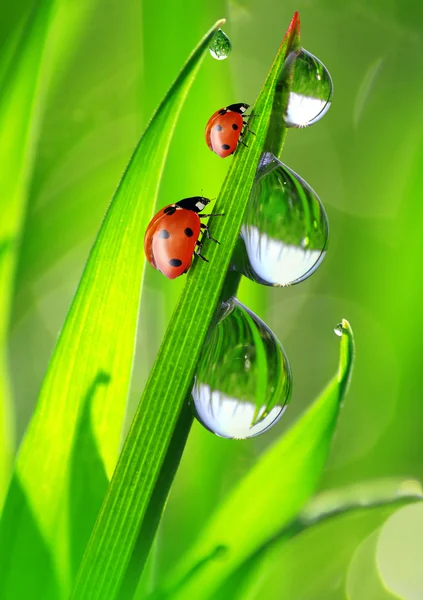 dew and ladybird