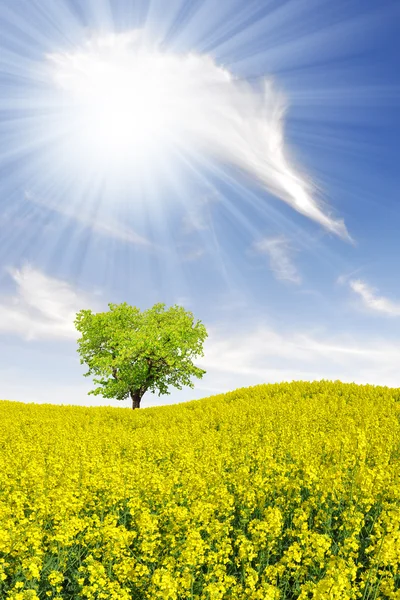 Rapeseed field — Stock Photo, Image