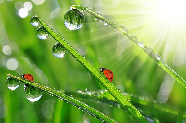 Dew and ladybird — Stock Photo, Image