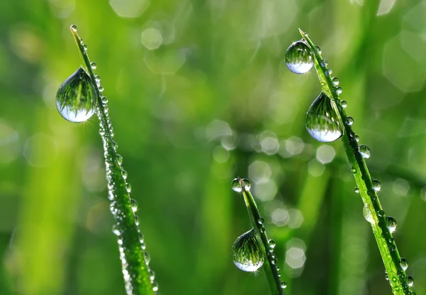 Dauwdruppels — Stockfoto