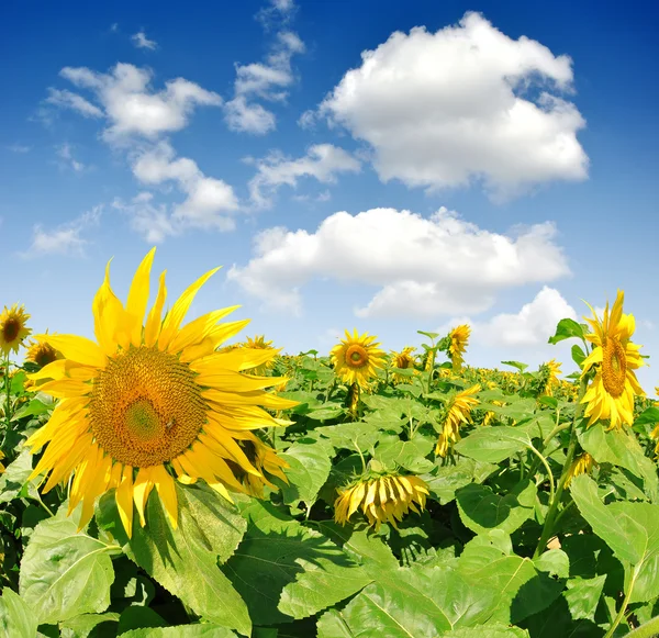 Champ de tournesol — Photo