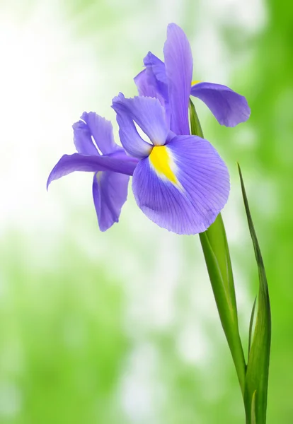 Flor de iris púrpura — Foto de Stock