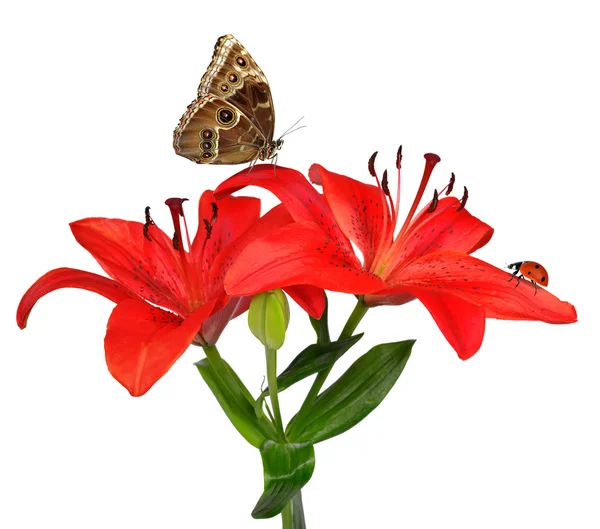 Lily with butterfly — Stock Photo, Image