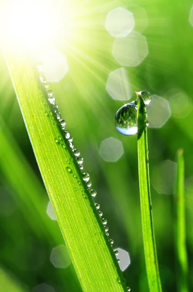 Dew drops — Stock Photo, Image