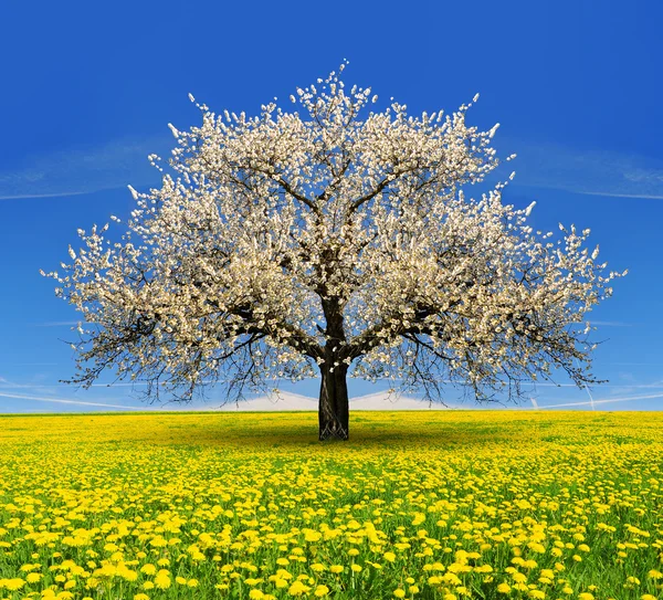 Cherry tree — Stock Photo, Image