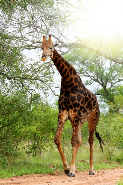 Giraffe — Stock Photo, Image