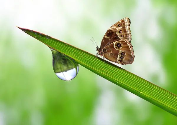 Orvalho e borboleta — Fotografia de Stock