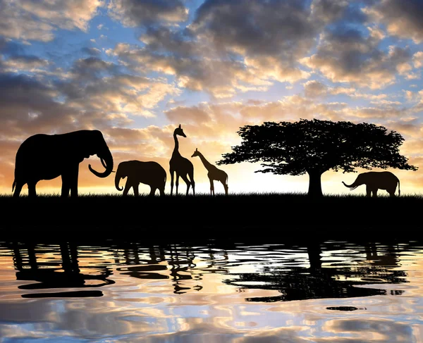 Éléphants en silhouette avec girafes — Photo