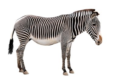 zebra clipart