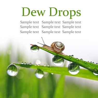 salyangoz nemli çimenlerin üzerinde