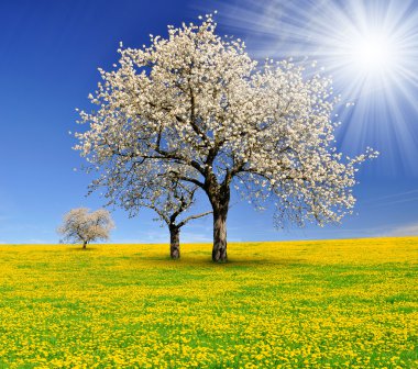 kiraz ağaçları çiçek açan