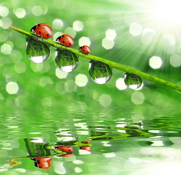 Dew and ladybird Stock Picture