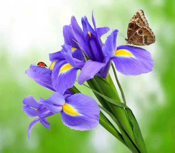 Lila iris blomma med fjäril — Stockfoto