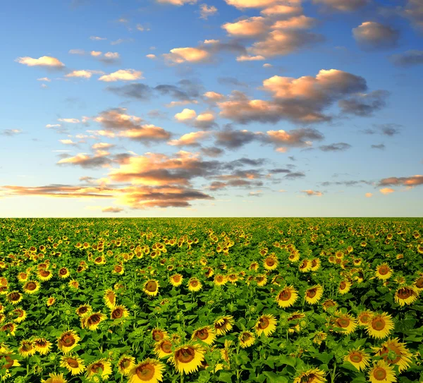 Champ de tournesol — Photo