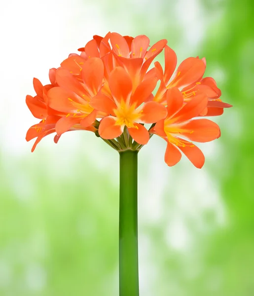 Oranje clivia — Stockfoto