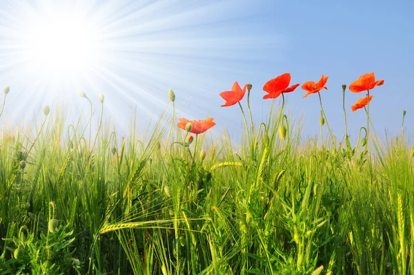 Campo di grano — Foto Stock