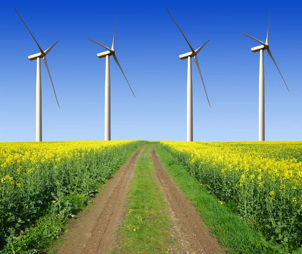 Campo di colza con turbine eoliche — Foto Stock