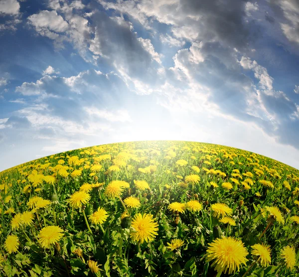 Paardebloemen op weide — Stockfoto