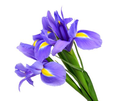 Mor iris çiçeği