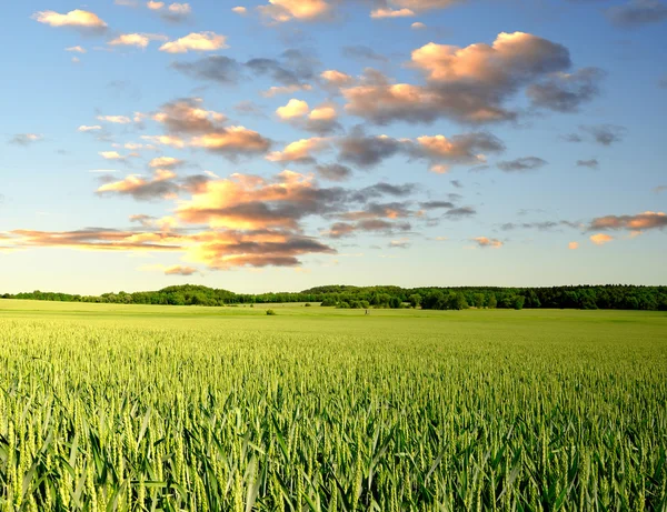 Campo de trigo — Foto de Stock