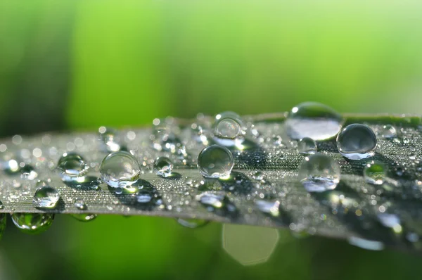 Dew drops — Stock Photo, Image