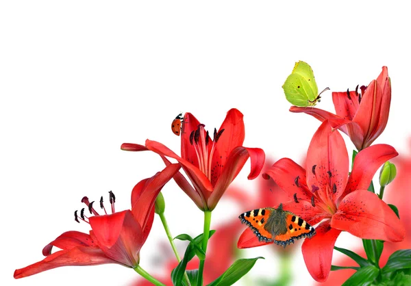 Lily with butterflies — Stock Photo, Image
