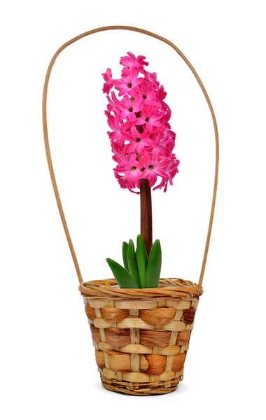 Hyacinth — Stock Photo, Image